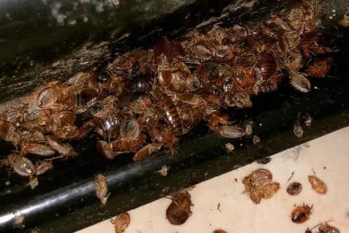 شركة مكافحة البق التجمع الخامس: 7 علامات خفية تؤكد وجود بق الفراش في غرفة نومك